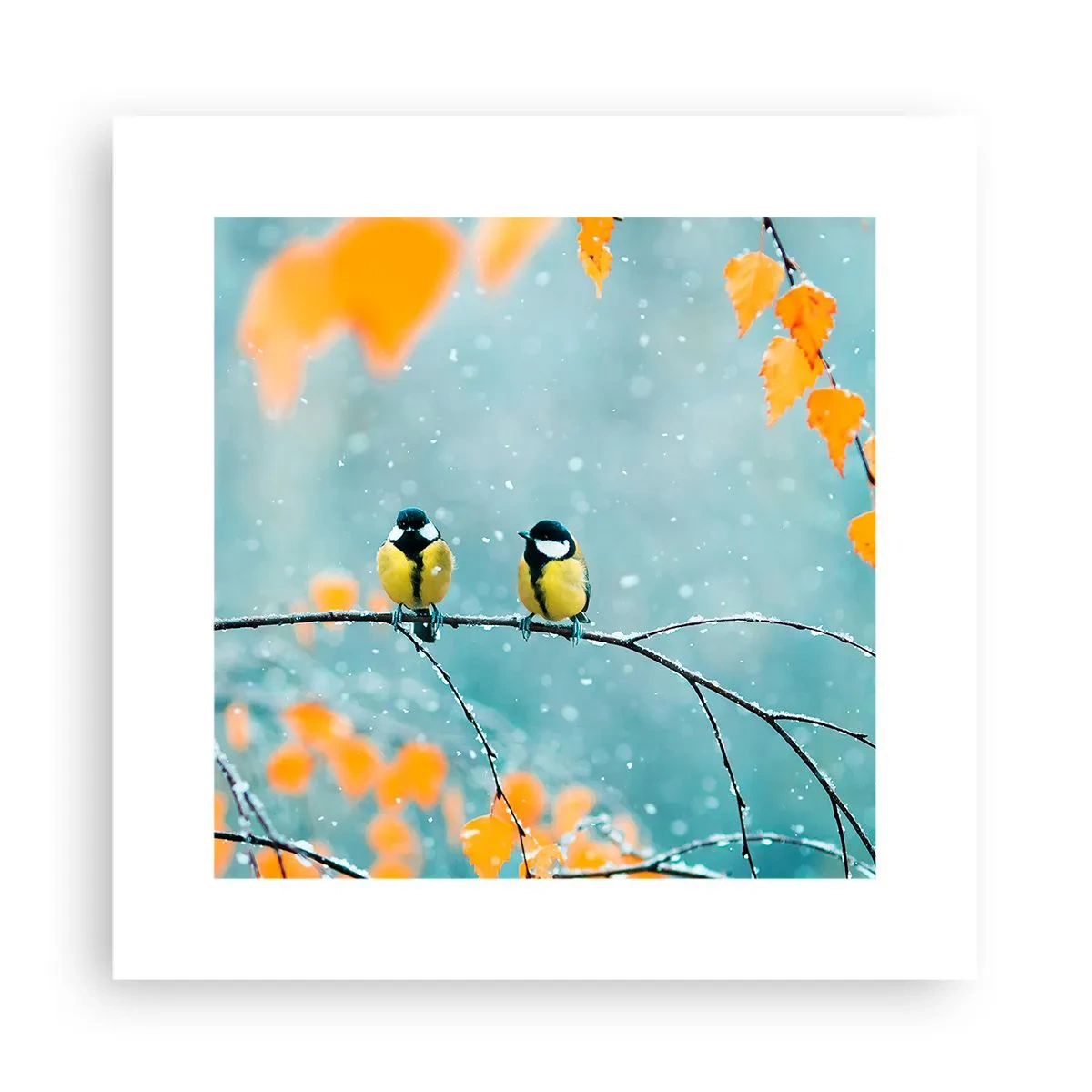 Plakat - Ptasie plotki - 30x30 cm