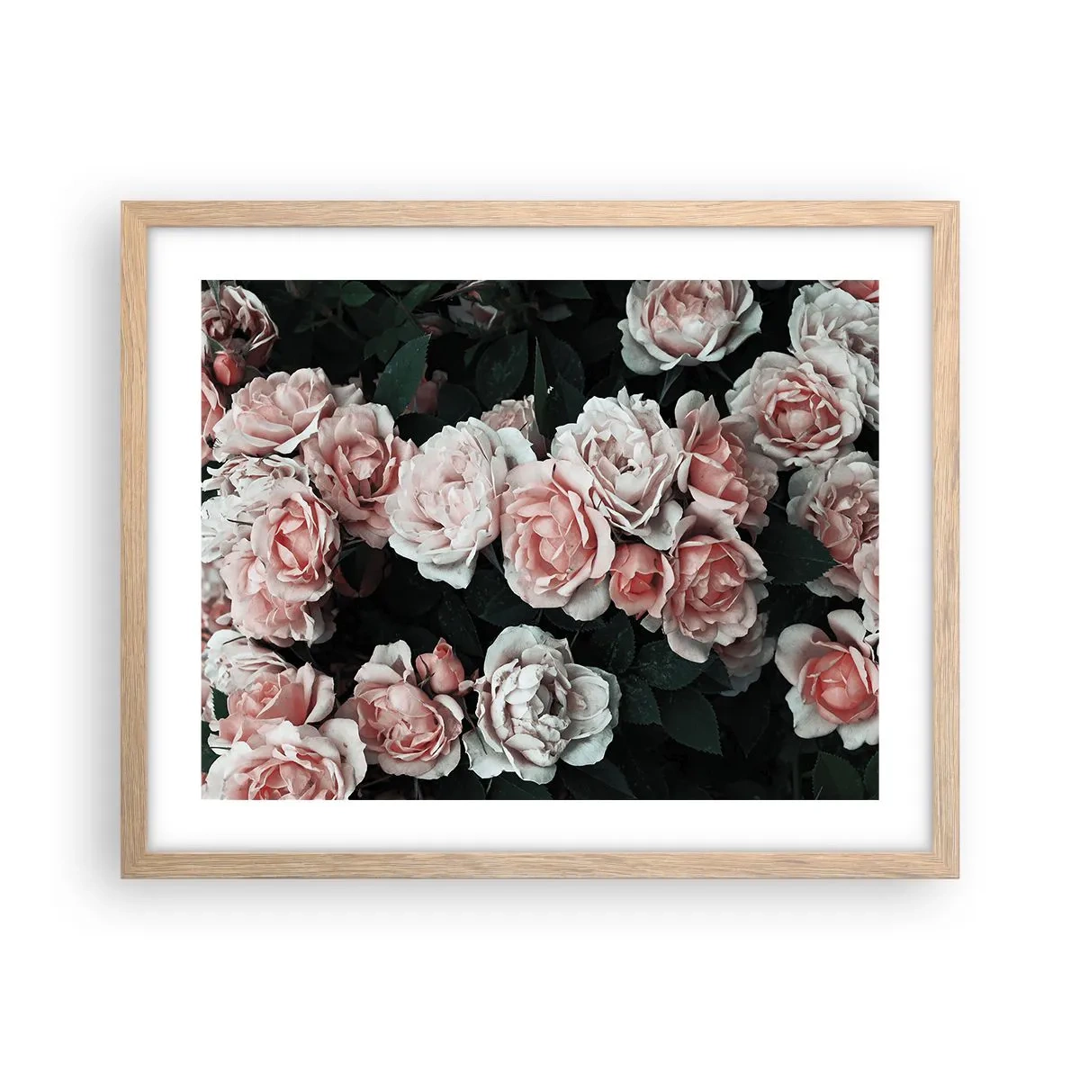 Plakat w ramie jasny dąb - Różany ansamble - 50x40 cm