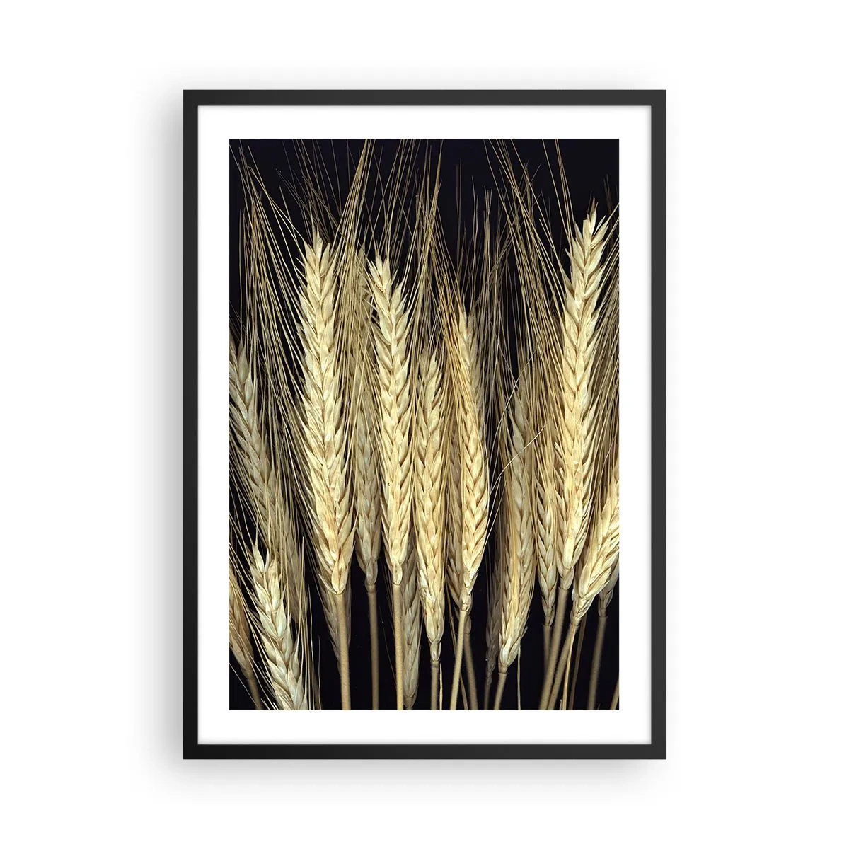 Plakat w czarnej ramie - Zbliżenie na kłosy pszenicy na czarnym tle - 50x70cm - Rustykalna magia - Nowoczesna dekoracja ścienna do salonu i sypialni ARTTOR