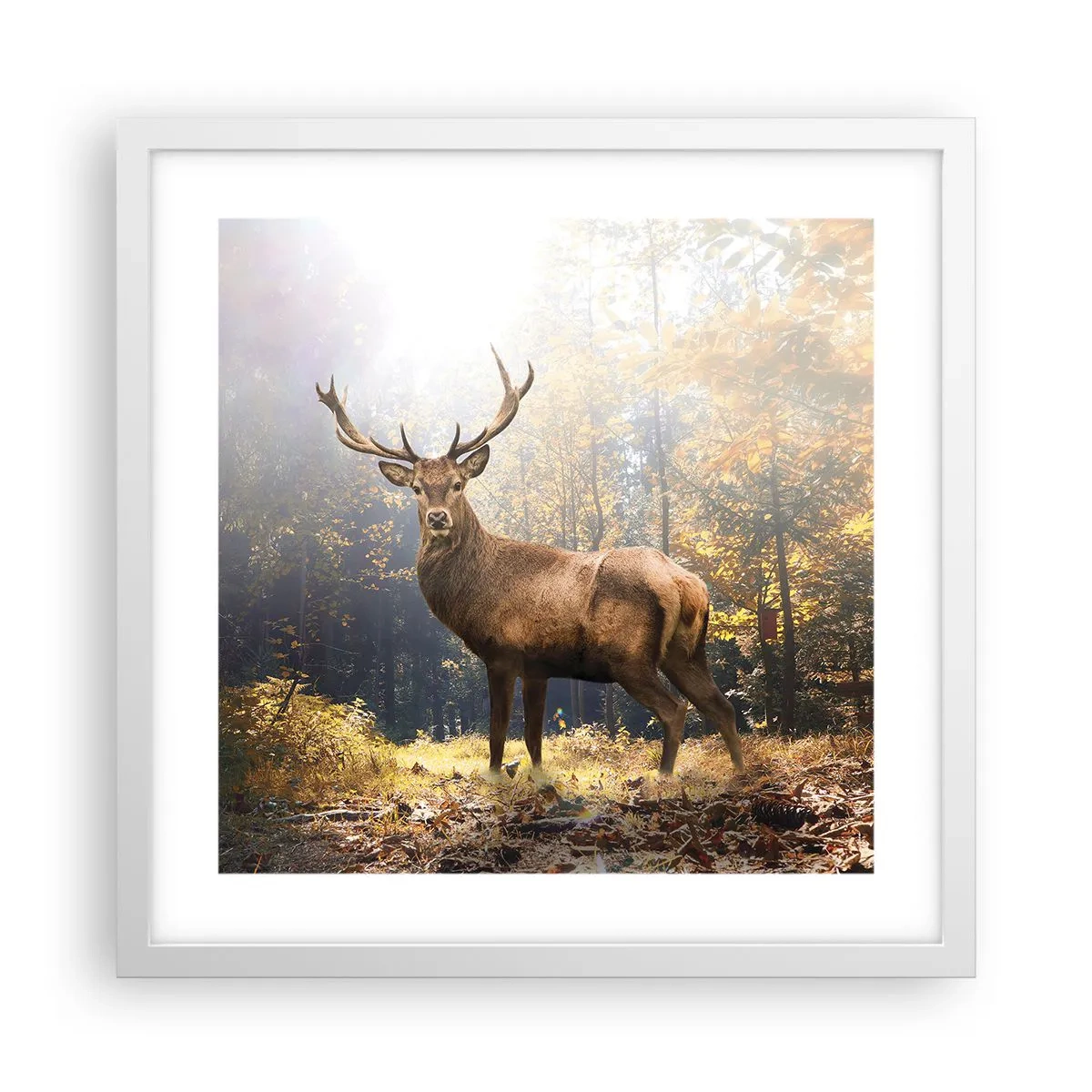 Plakat w białej ramie - W pełnym majestacie - 40x40 cm