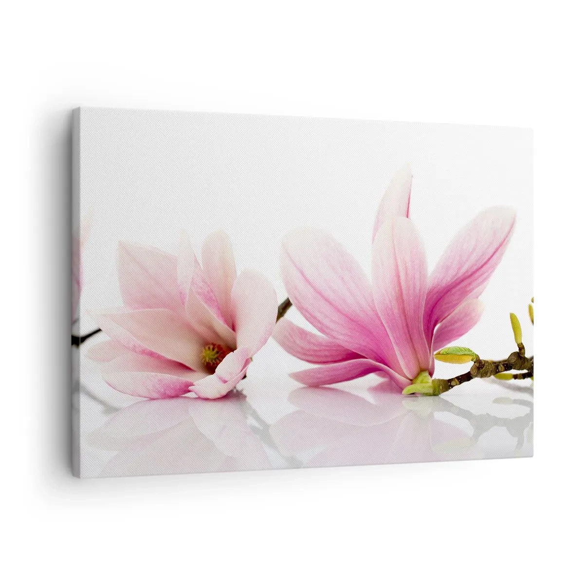 Obraz na płótnie - Delikatne różowe magnolie na białym tle - 70x50cm - Delikatne jak powiew wiosny - Nowoczesna dekoracja ścienna do salonu i sypialni ARTTOR