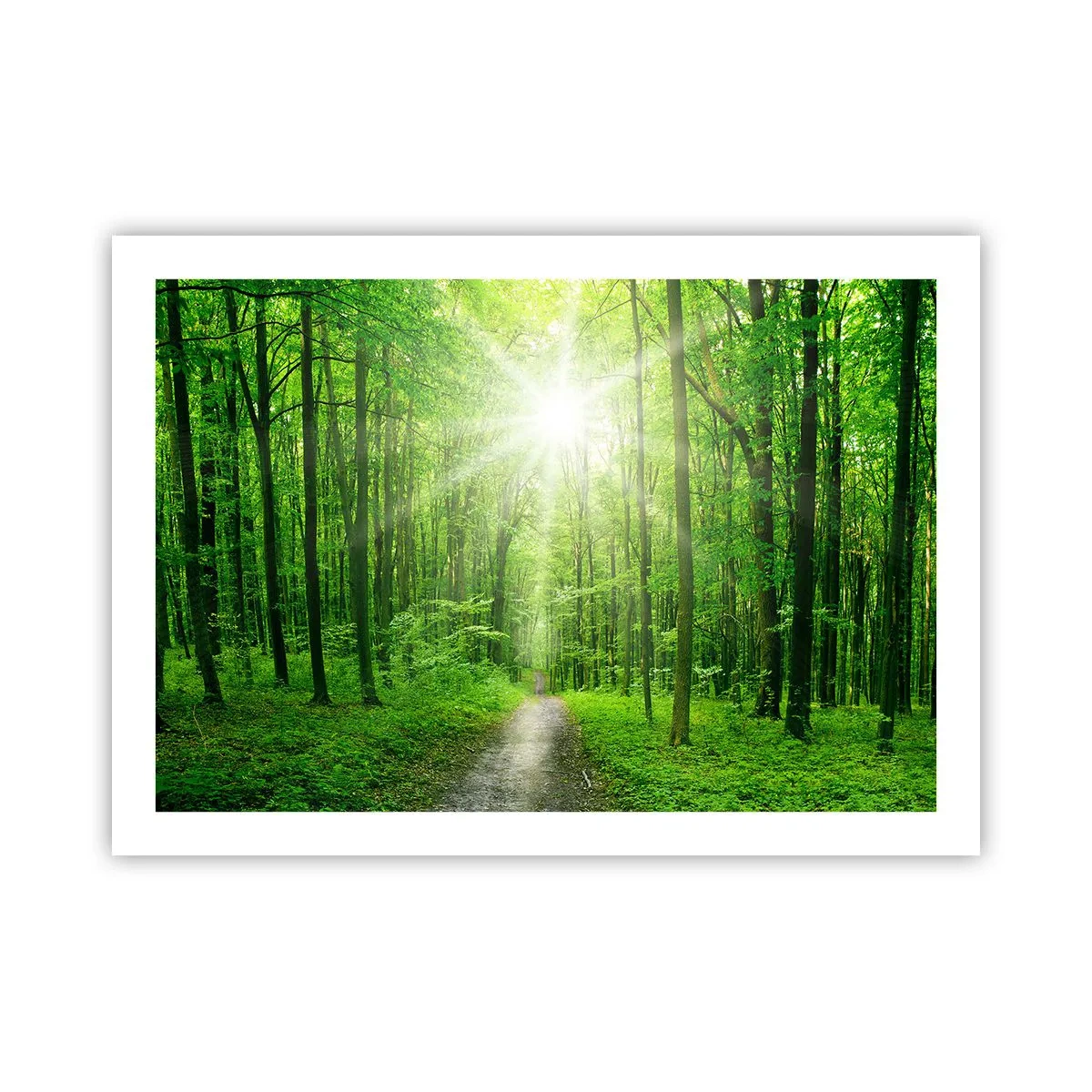 Plakat - Zielona katedra - 70x50 cm
