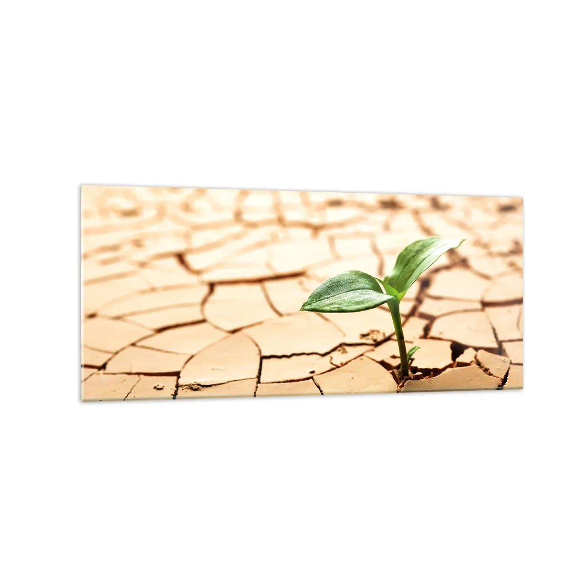 Obraz na szkle - Zielona roślina wyrastająca z suchej, popękanej ziemi - 120x50cm - Nieposkromiona siła życia - Nowoczesna dekoracja ścienna do salonu i sypialni ARTTOR