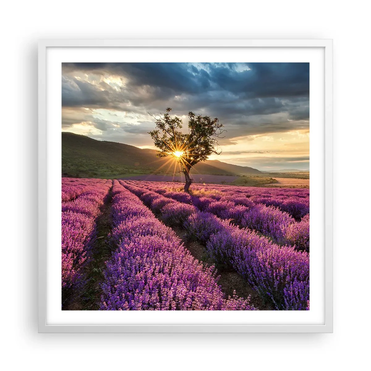 Plakat w białej ramie - Aromat w kolorze lila - 60x60 cm