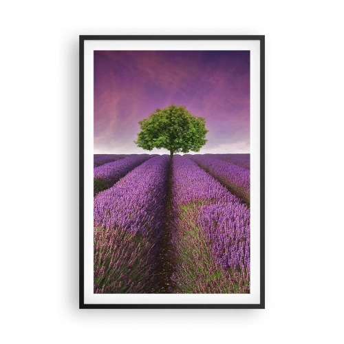 Plakat w czarnej ramie - Na lawendowych polach - 61x91 cm