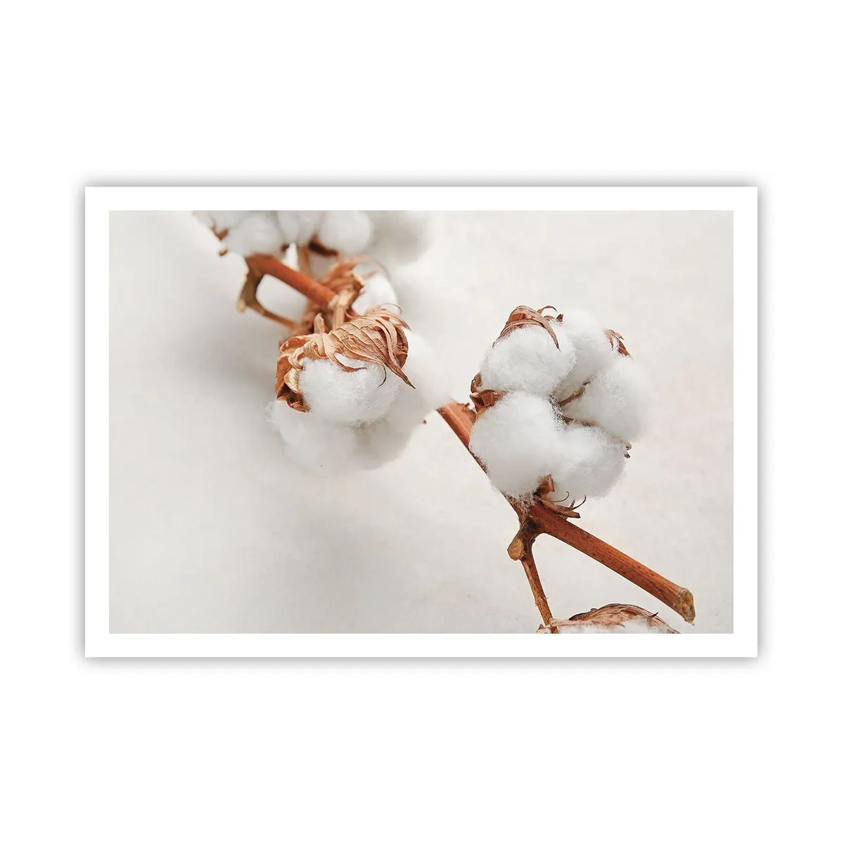 Plakat - Gałązka bawełny na subtelnym tle - 100x70cm - Tylko tulić - Nowoczesna dekoracja ścienna do salonu i sypialni ARTTOR