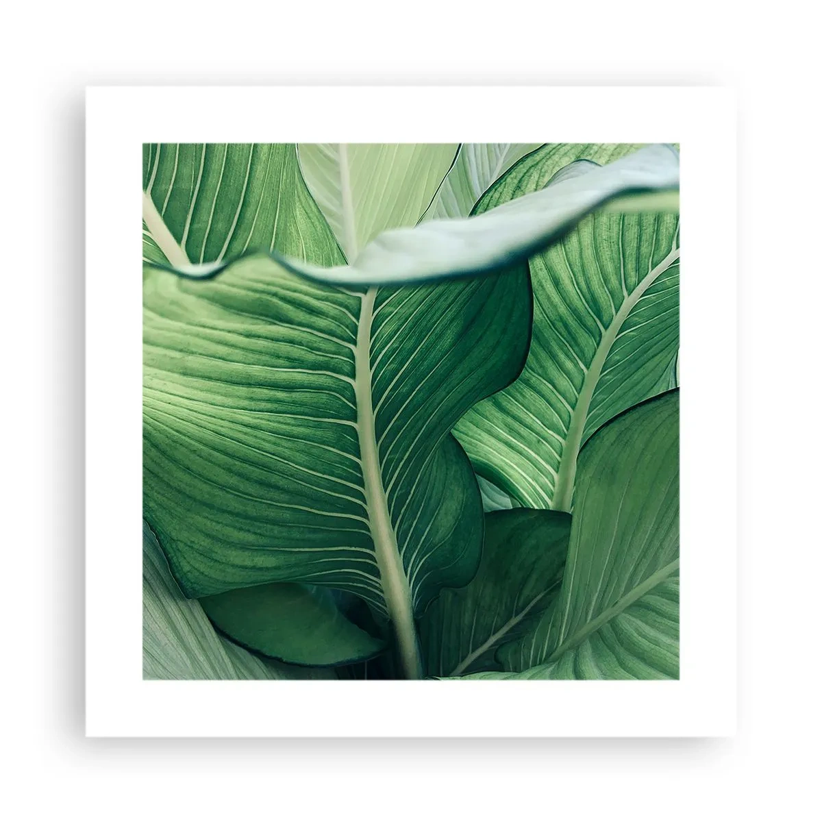 Plakat - Życie intensywnie zielone - 40x40 cm