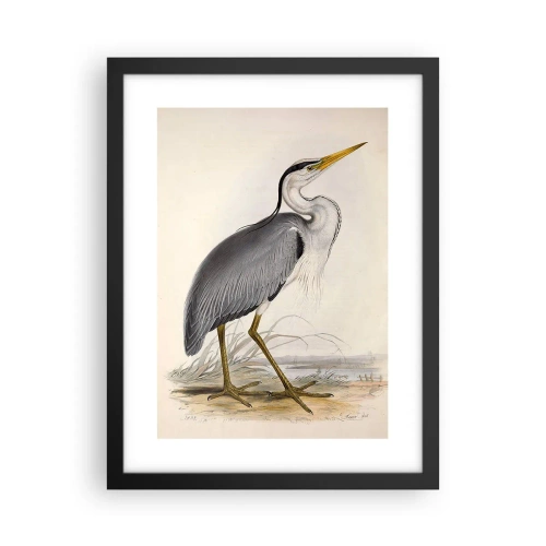 Plakat w czarnej ramie - Czapli wdzięk - 30x40 cm