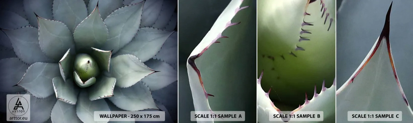 Fototapeta Próbka Standard Eco - Wabi i przestrzega - Kwiat Agawy, Agawa, Egzotyka - 100x30 cm