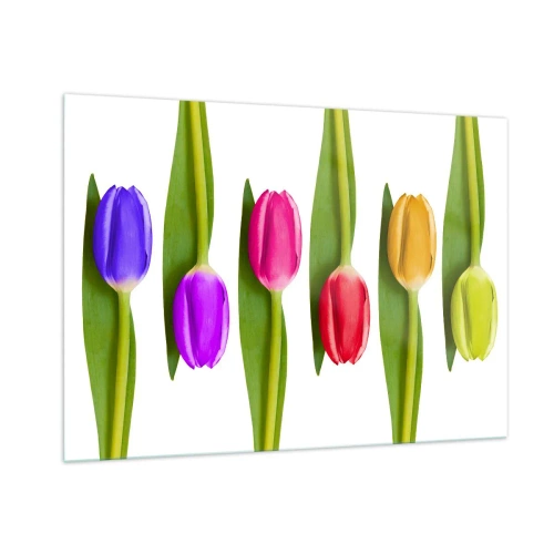 Obraz na szkle - Kolorowe tulipany ułożone na białym tle - 100x70cm - Tęczowa kompozycja - Nowoczesna dekoracja ścienna do salonu, kuchni i sypialni ARTTOR