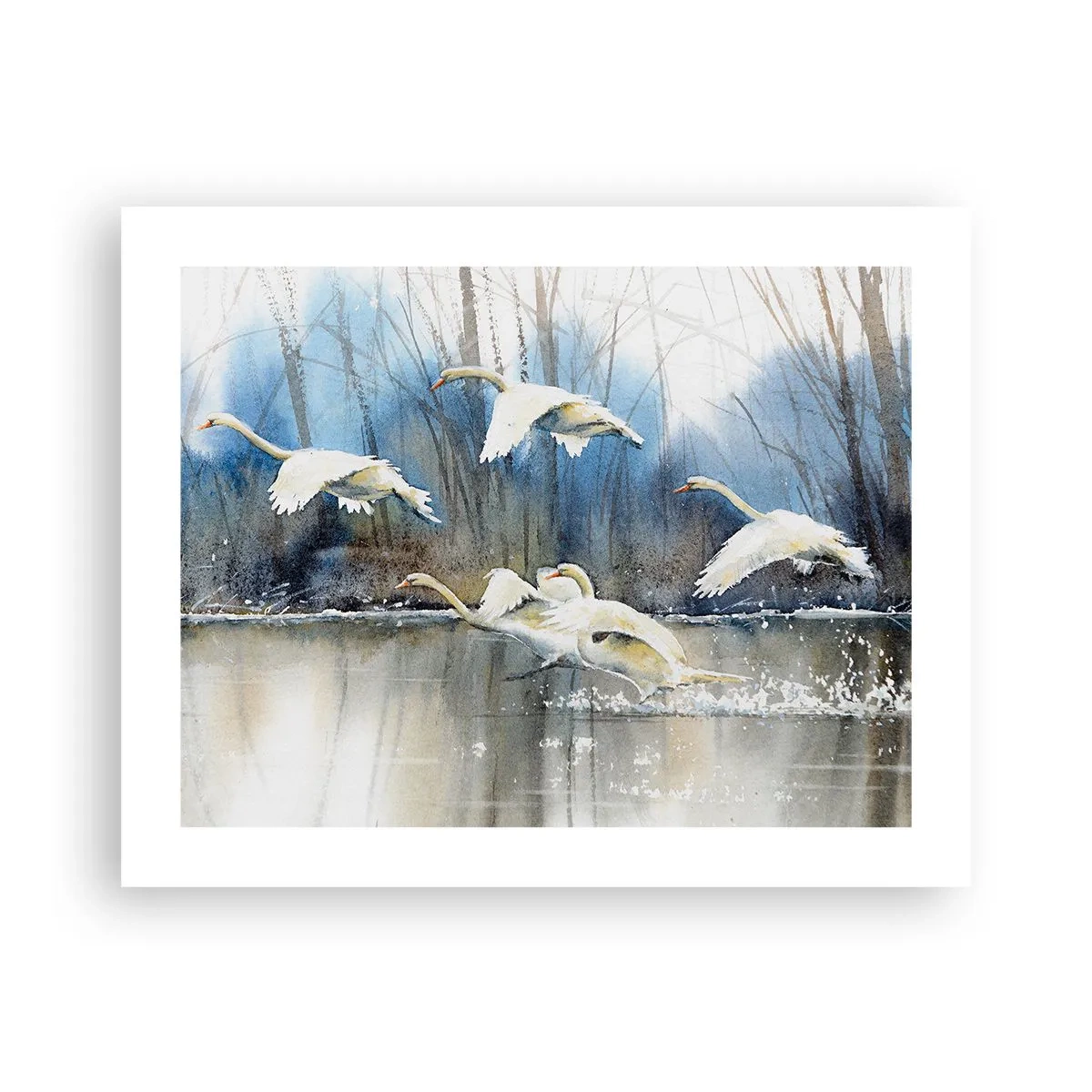 Plakat - Jak w baśni o dzikich łabędziach - 50x40 cm