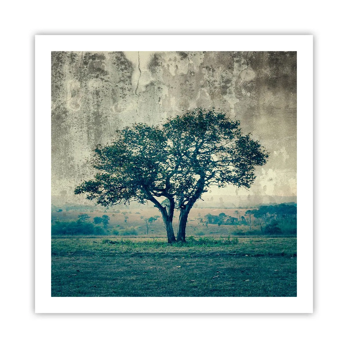 Plakat - Jabłoń na błękitnym błoniu? - 60x60 cm