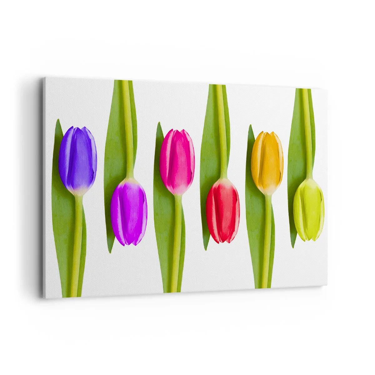 Obraz na płótnie - Różnokolorowe tulipany ułożone w rzędzie na białym tle - 120x80cm - Tęczowa kompozycja - Nowoczesna dekoracja ścienna do salonu, kuchni i sypialni ARTTOR