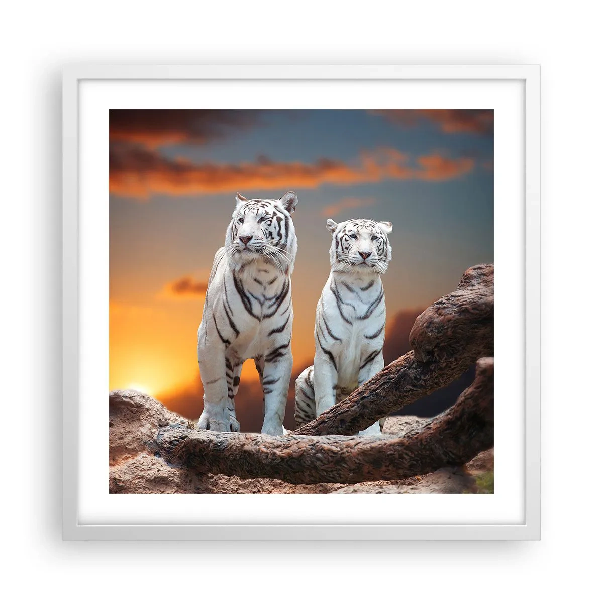 Plakat w białej ramie - Zupełnie jak w Narni - 50x50 cm