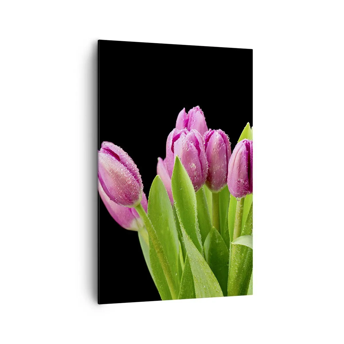 Obraz na płótnie - Różowe tulipany z kroplami rosy na czarnym tle - 80x120cm - Liliowa radość wiosny - Nowoczesna dekoracja ścienna do salonu i sypialni ARTTOR