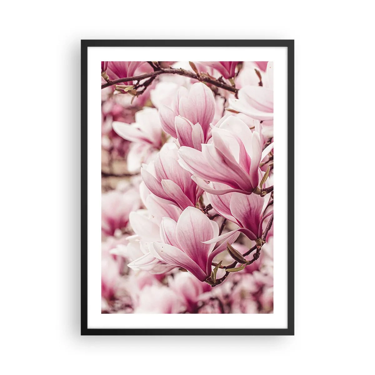 Plakat w czarnej ramie - Romantyczne kwitnące magnolie w delikatnym różu - 50x70cm - Wiosna jest różowa - Nowoczesna dekoracja ścienna do salonu i sypialni ARTTOR