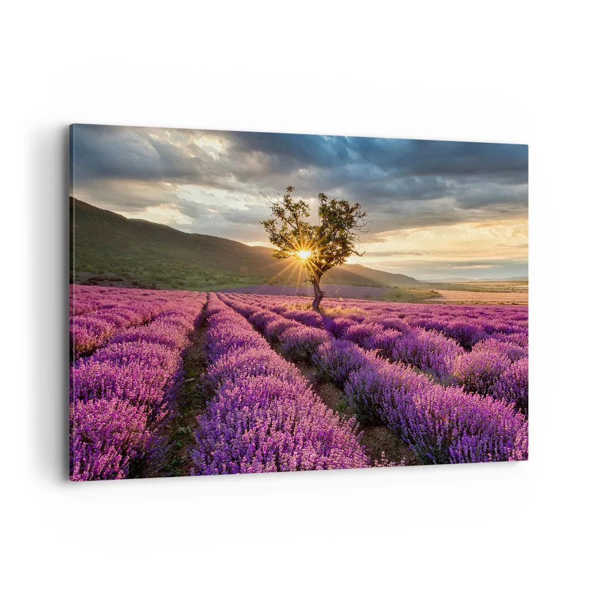 Obraz na płótnie - Pole lawendy z samotnym drzewem o zachodzie słońca - 100x70cm - Aromat w kolorze lila - Nowoczesna dekoracja ścienna do salonu, kuchni i sypialni ARTTOR