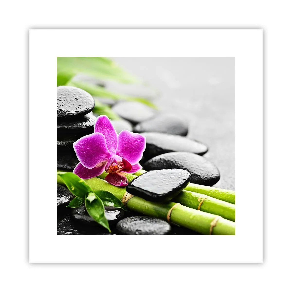 Plakat - W spokojnej równowadze - 30x30 cm