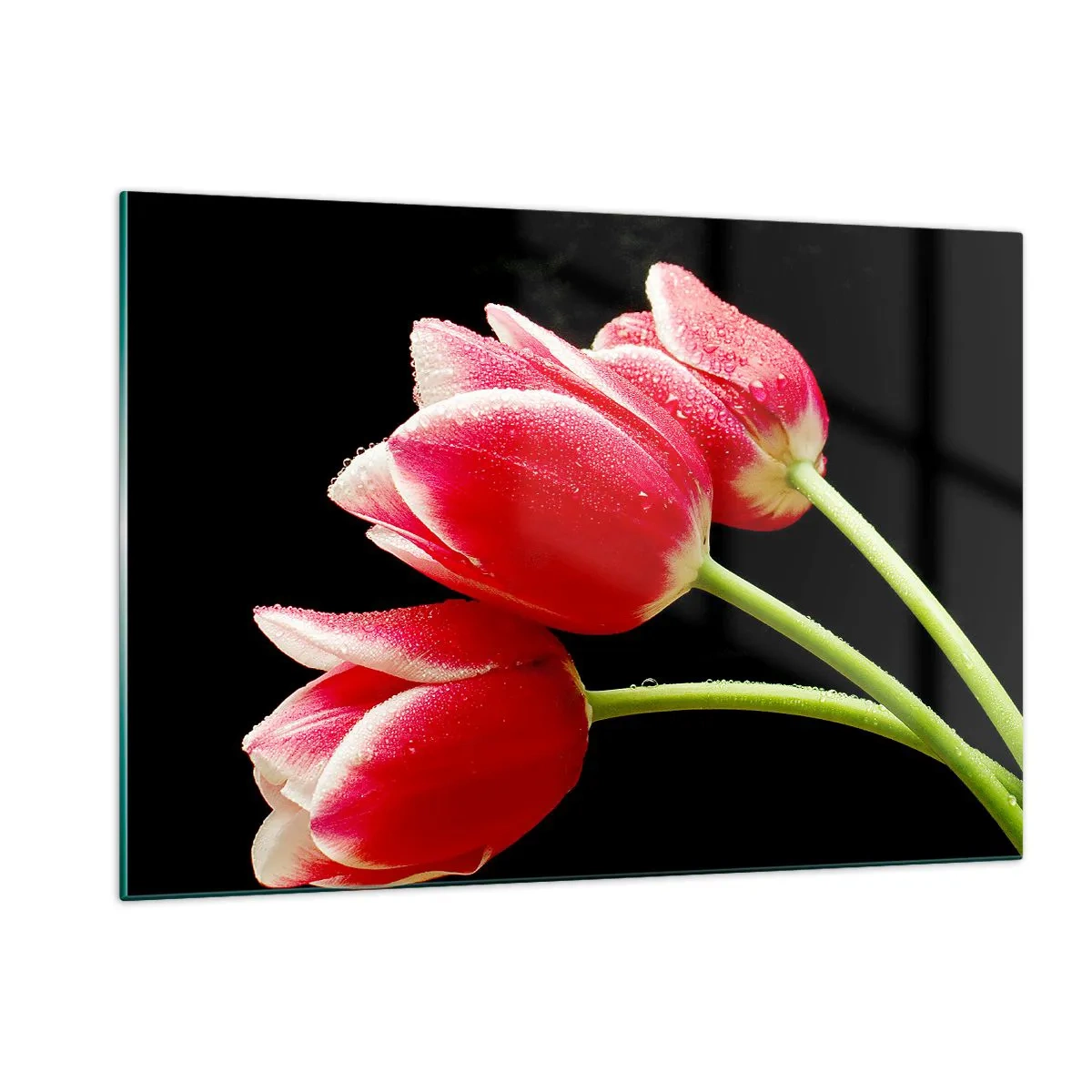 Obraz na szkle - Czerwone tulipany z kroplami rosy na czarnym tle - 120x80cm - Obietnica czystej miłości - Nowoczesna dekoracja ścienna do salonu, kuchni i sypialni ARTTOR