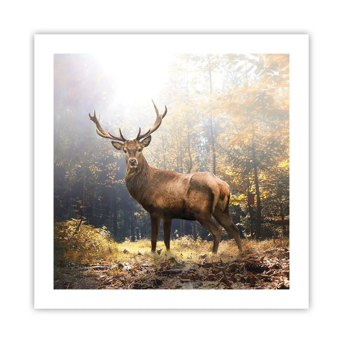 Plakat - W pełnym majestacie - 50x50 cm