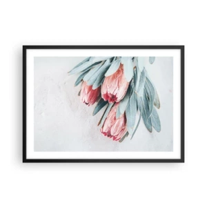 Plakat w czarnej ramie - Subtelne różowe kwiaty protei na jasnym tle - 70x50cm - Zawstydzone własną urodą - Nowoczesna dekoracja ścienna do salonu i sypialni ARTTOR