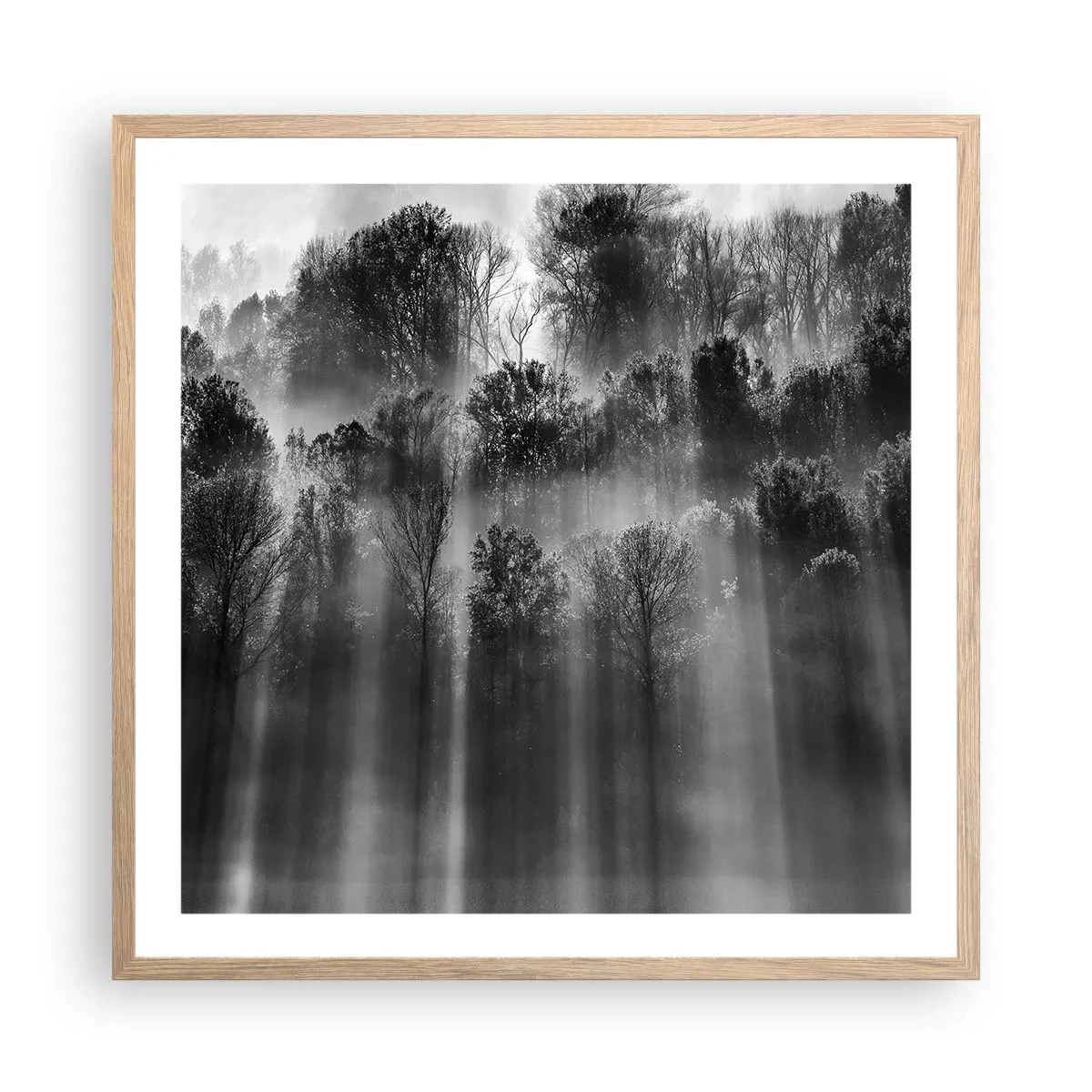 Plakat w ramie jasny dąb - W strumieniach światła - 60x60 cm