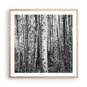 Plakat w ramie jasny dąb - Brzozowa kolumnada - 60x60 cm