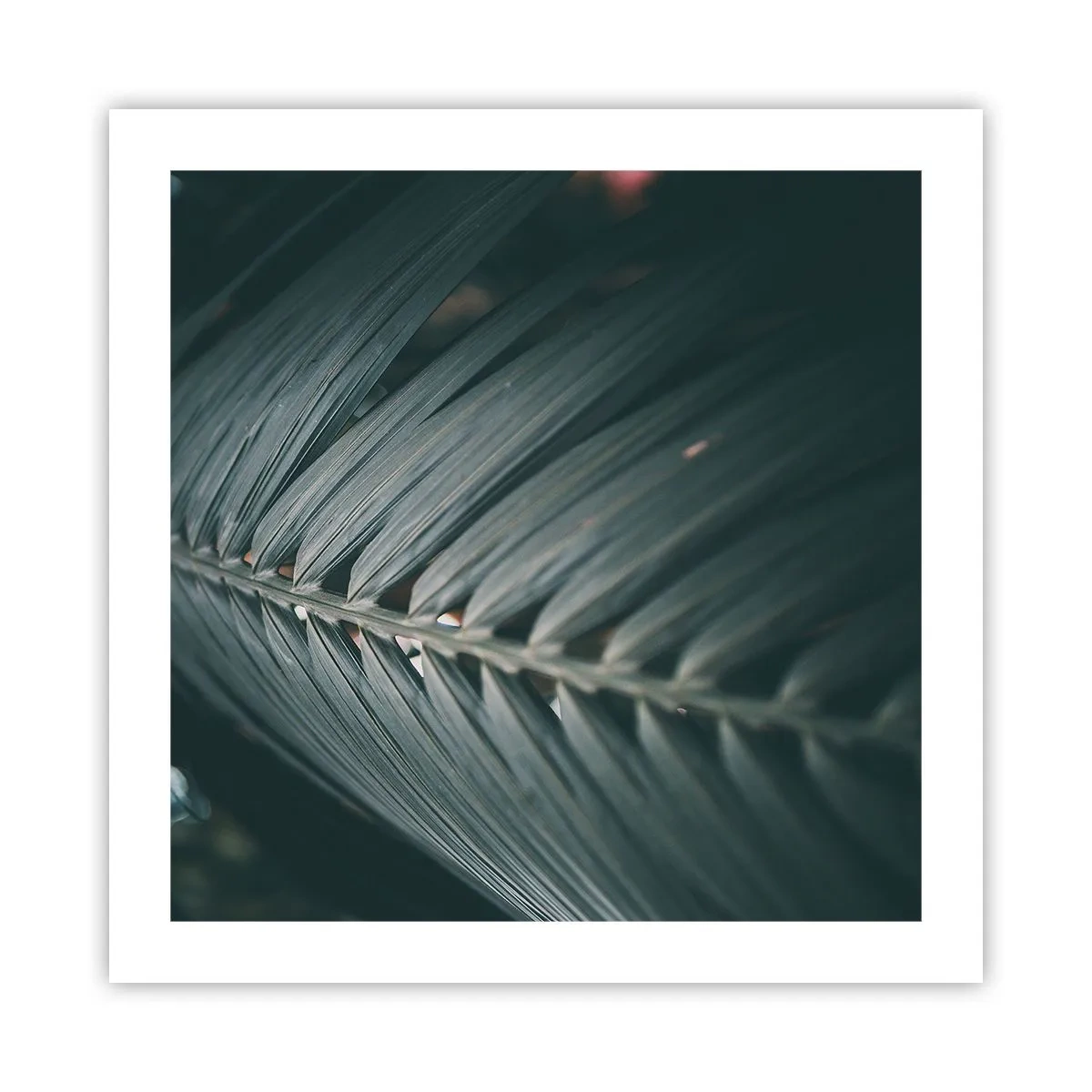 Plakat - Precyzja natury - 50x50 cm