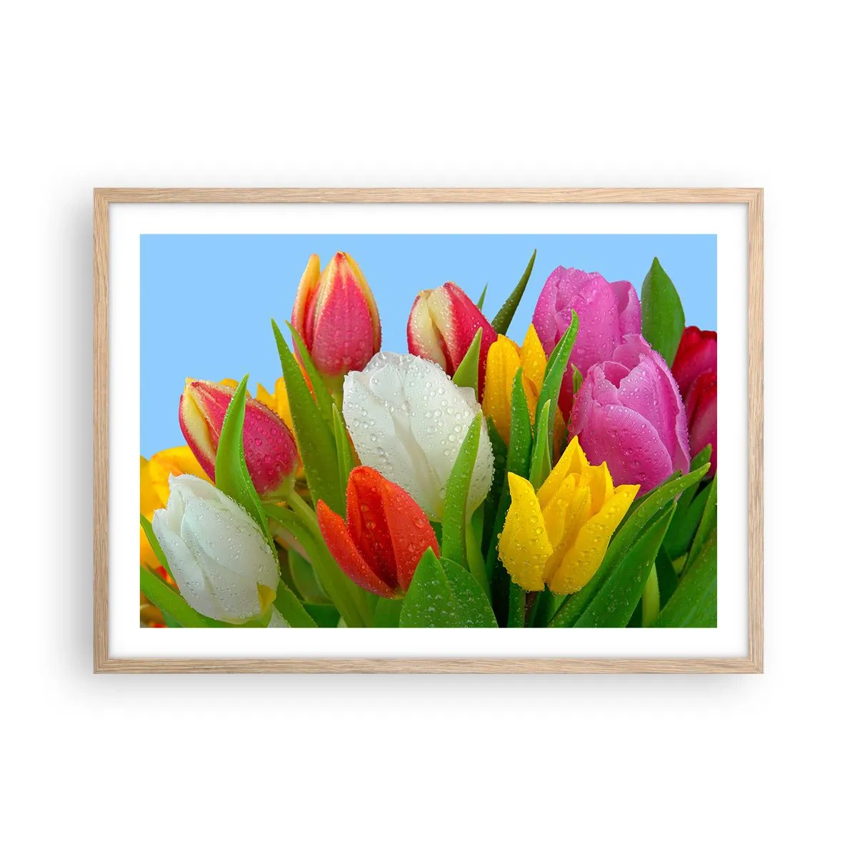 Plakat w ramie jasny dąb - Kwiatowa tęcza w kroplach rosy - 70x50 cm