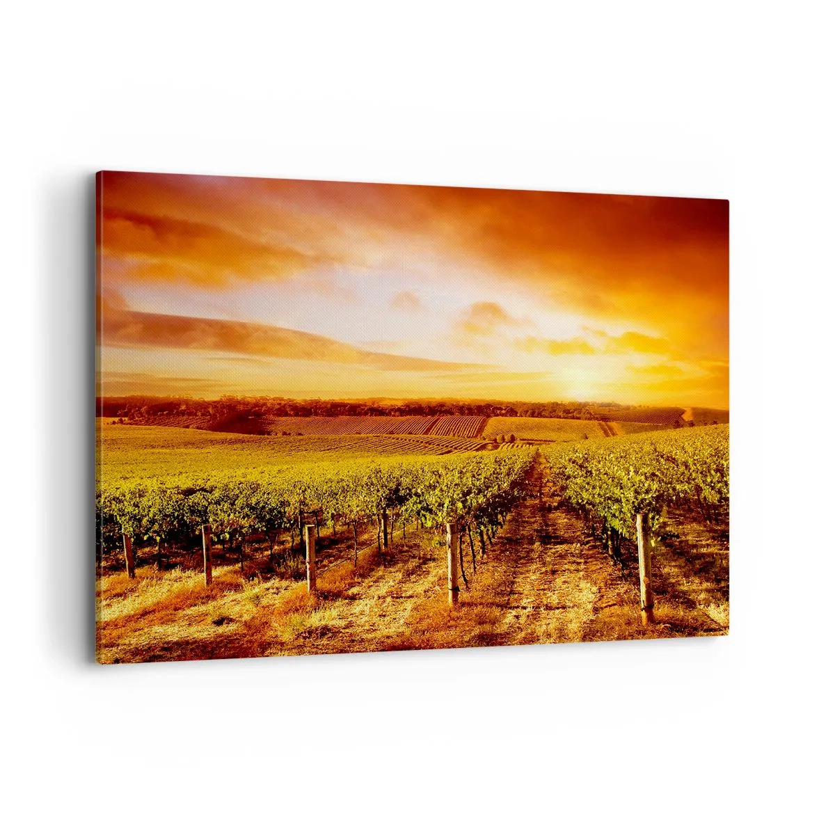 Obraz na płótnie - Winnica o zachodzie słońca z ciepłymi odcieniami nieba - 120x80cm - Delikatnie owocowe z nutą słońca - Nowoczesna dekoracja ścienna do salonu, kuchni i sypialni ARTTOR