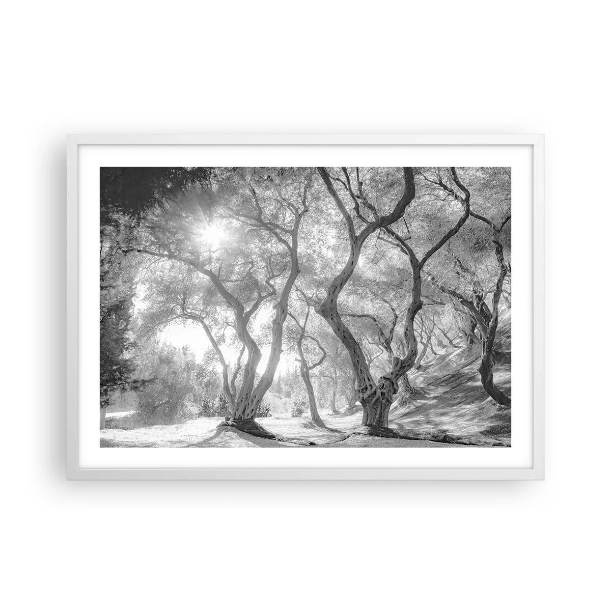 Plakat w białej ramie - W oliwnym gaju - 70x50 cm