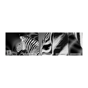 Fototapeta Próbka Premium Sand - Białe jest białe, a czarne jest czarne - Zebra, Czarno-Biały, Zwierzęta - 100x30 cm