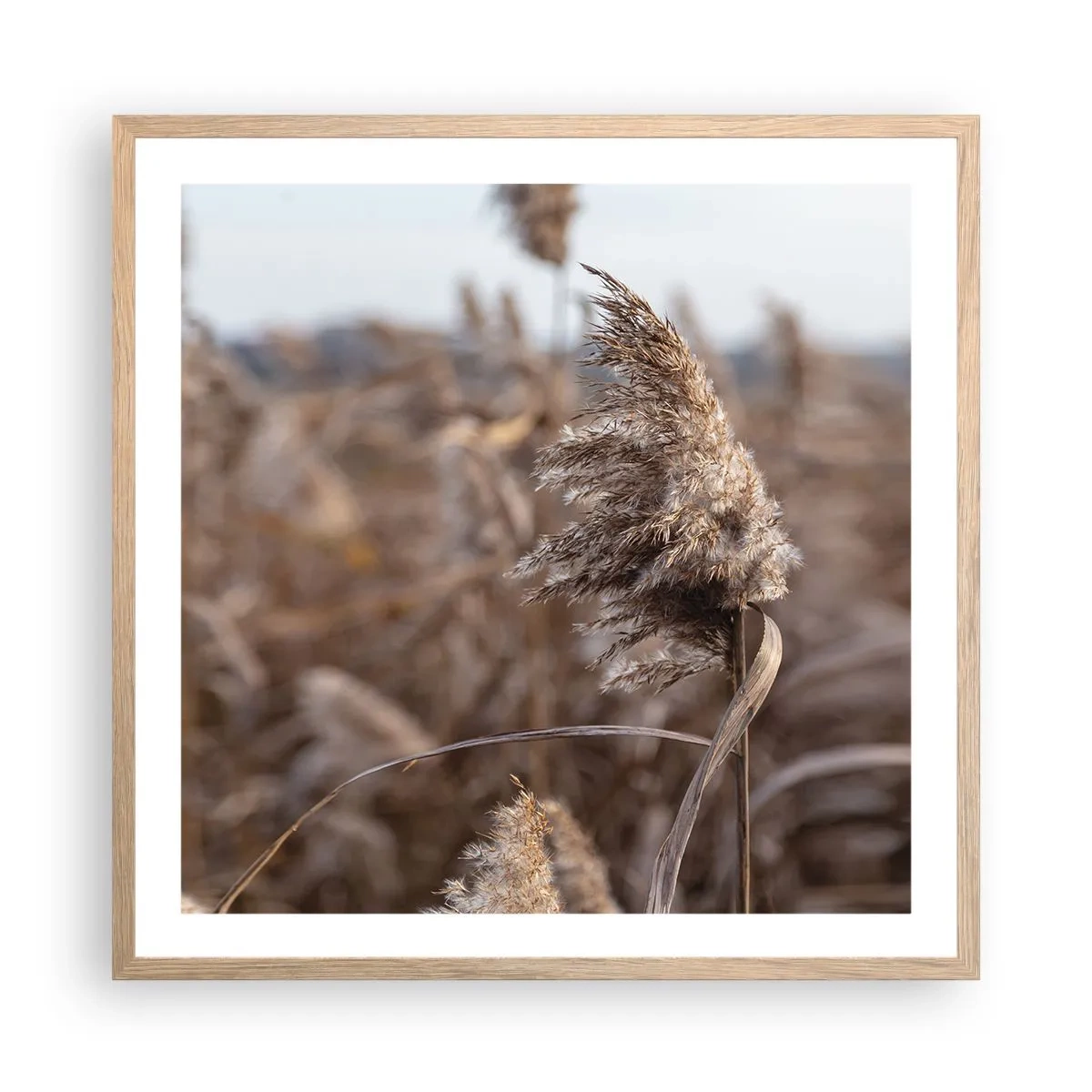 Plakat w ramie jasny dąb - Czas odlecieć z wiatrem - 60x60 cm