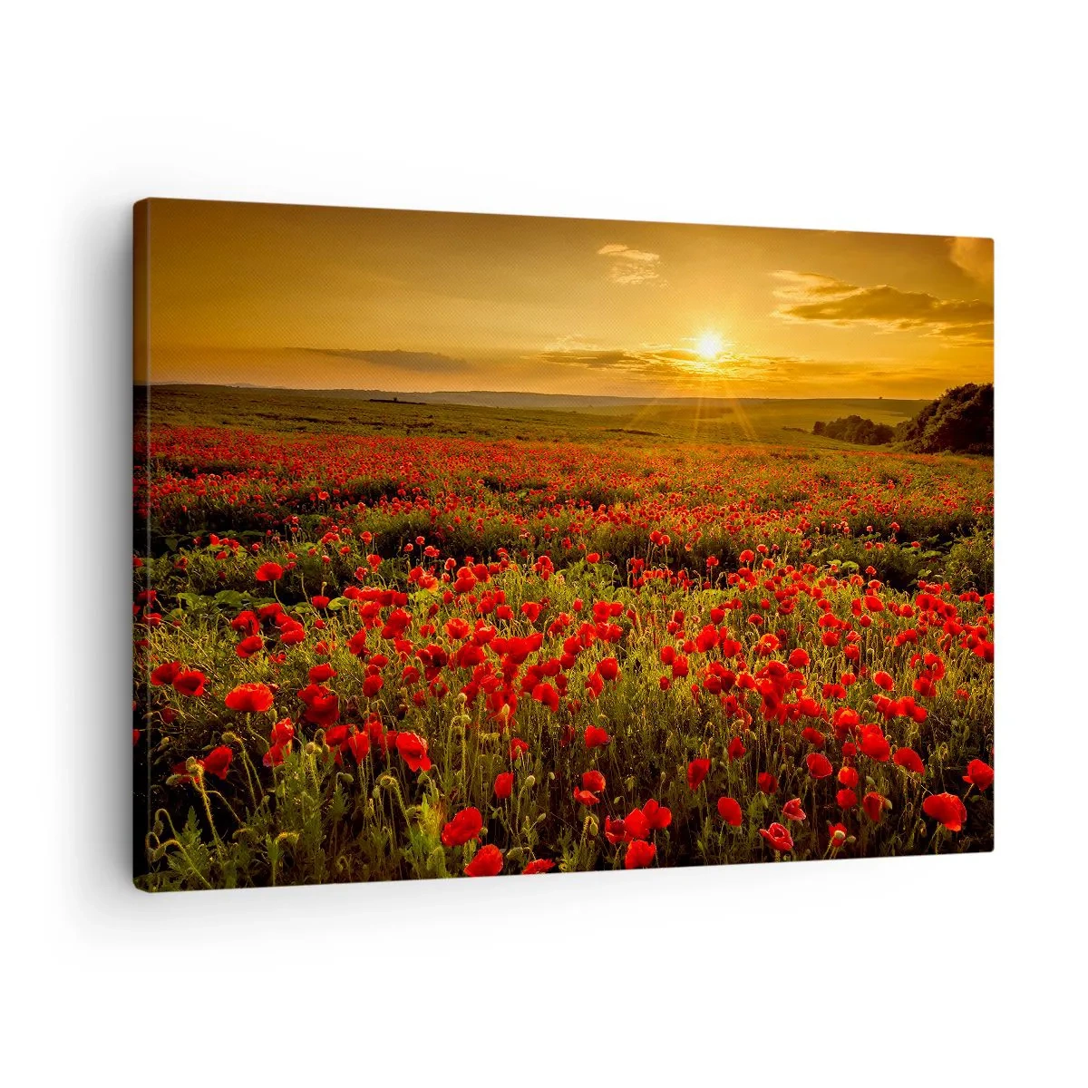 Obraz na płótnie - Pole czerwonych maków w blasku zachodzącego słońca - 70x50cm - Wśród fali łąk szumiących, wśród kwiatów powodzi - Nowoczesna dekoracja ścienna do salonu i sypialni ARTTOR