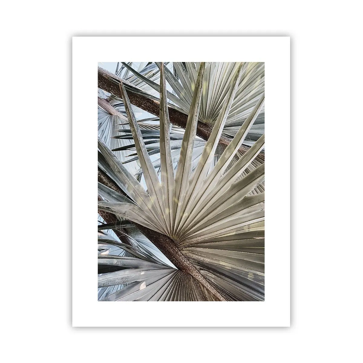 Plakat - Wachlarze w tropikach - 30x40 cm