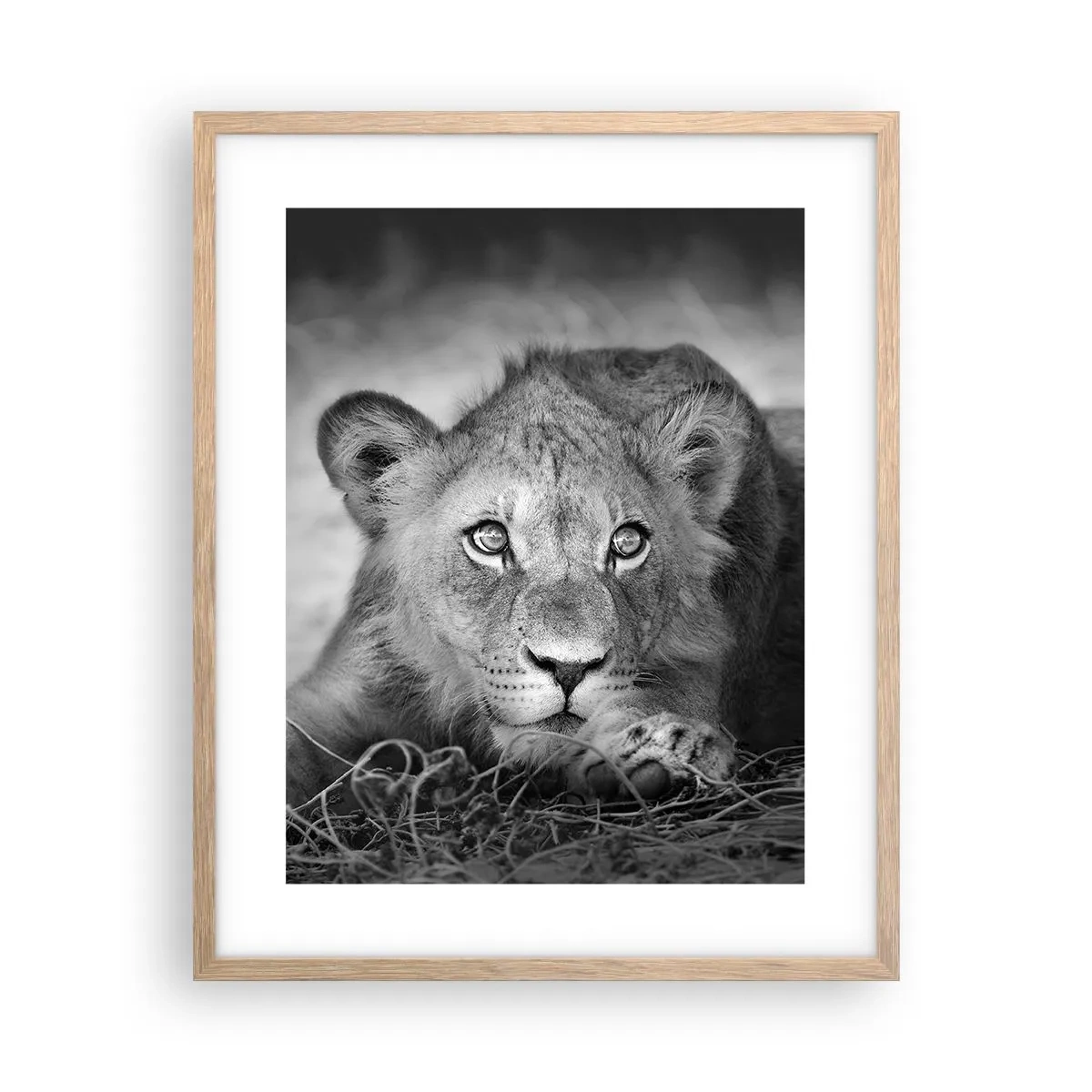 Plakat w ramie jasny dąb - Królewskie szczenię - 40x50 cm