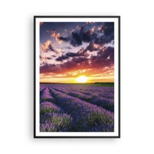 Plakat w czarnej ramie - Lawendowy świat - 70x100 cm