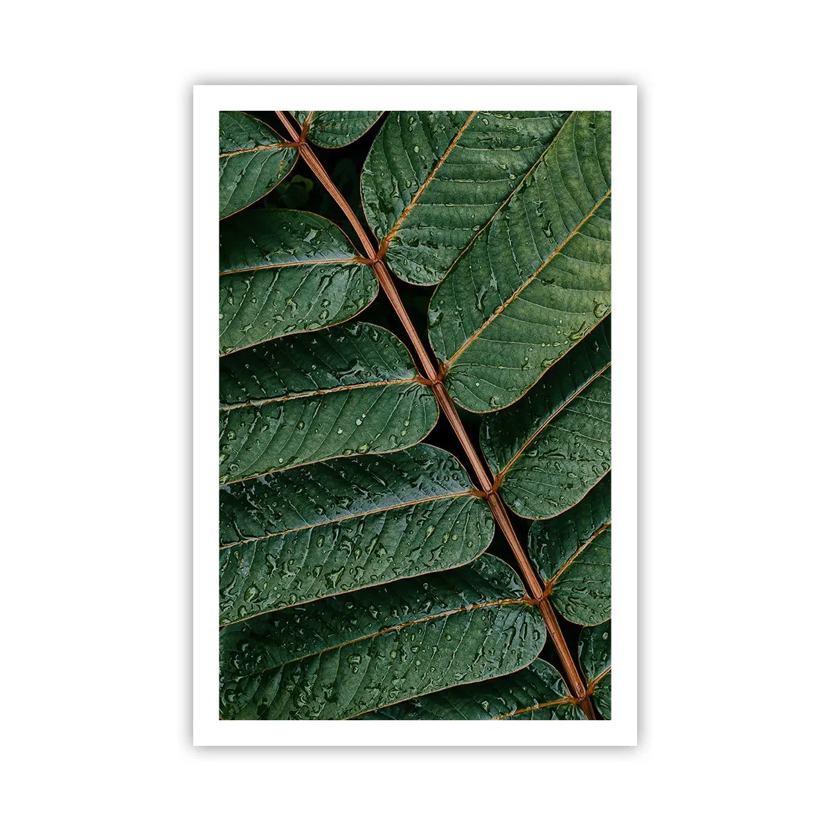 Plakat - W zielonym rytmie - 61x91 cm