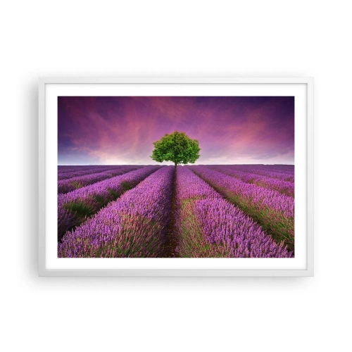 Plakat w białej ramie - Na lawendowych polach - 70x50 cm