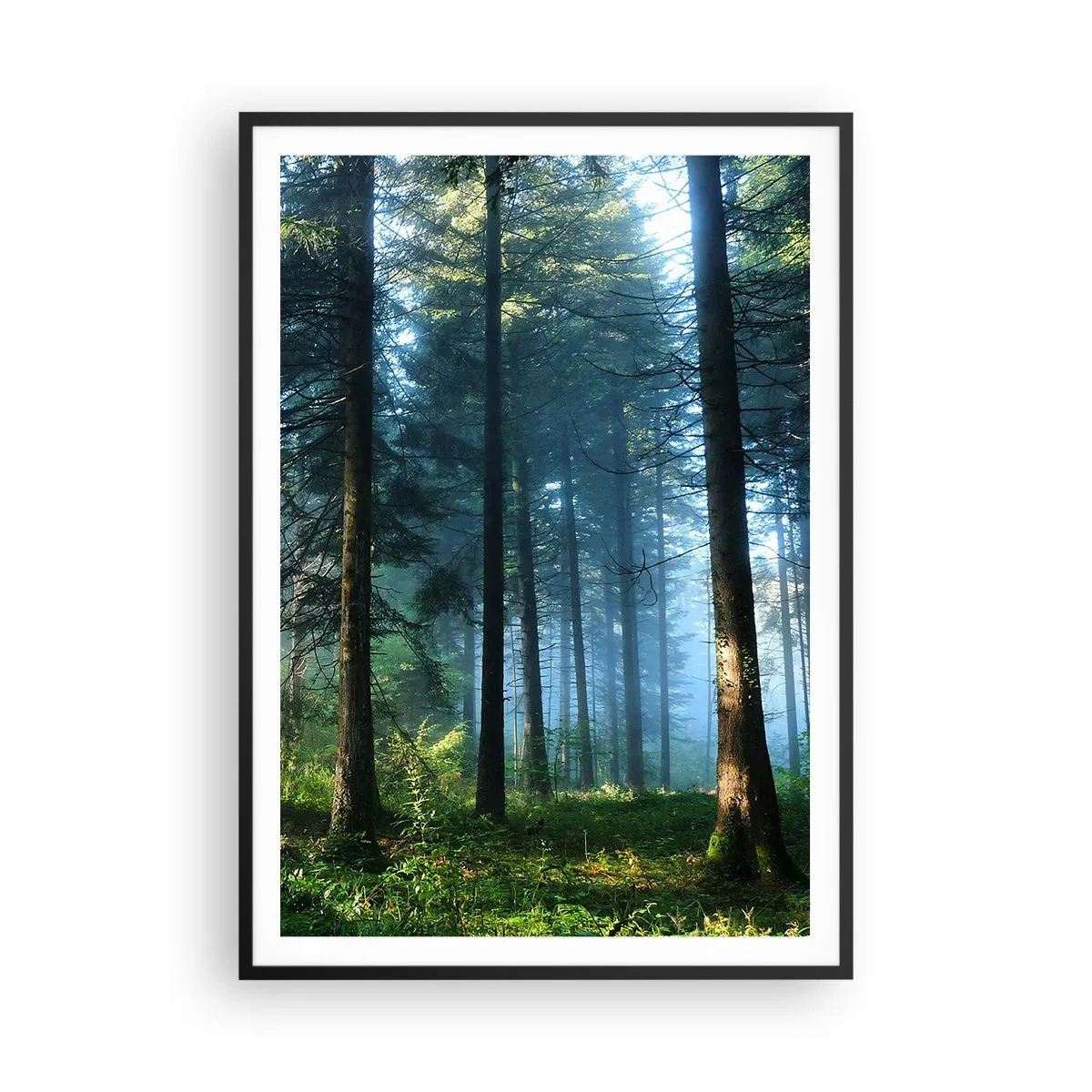 Plakat w czarnej ramie - Rozpromieniony o poranku - 70x100 cm