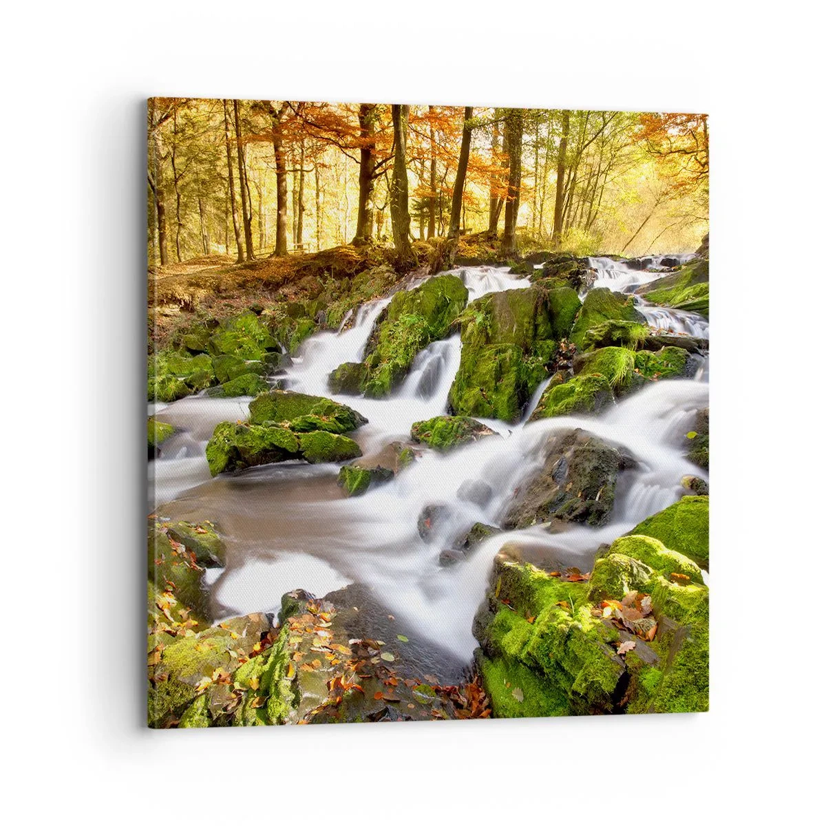 Obraz na płótnie - Bystro przez jesienny las - 70x70 cm