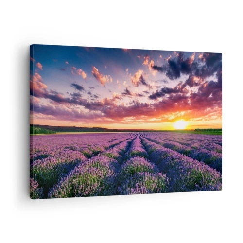 Obraz na płótnie - Pole lawendy o zachodzie słońca z kolorowym niebem - 70x50cm - Lawendowy świat - Nowoczesna dekoracja ścienna do salonu i sypialni ARTTOR
