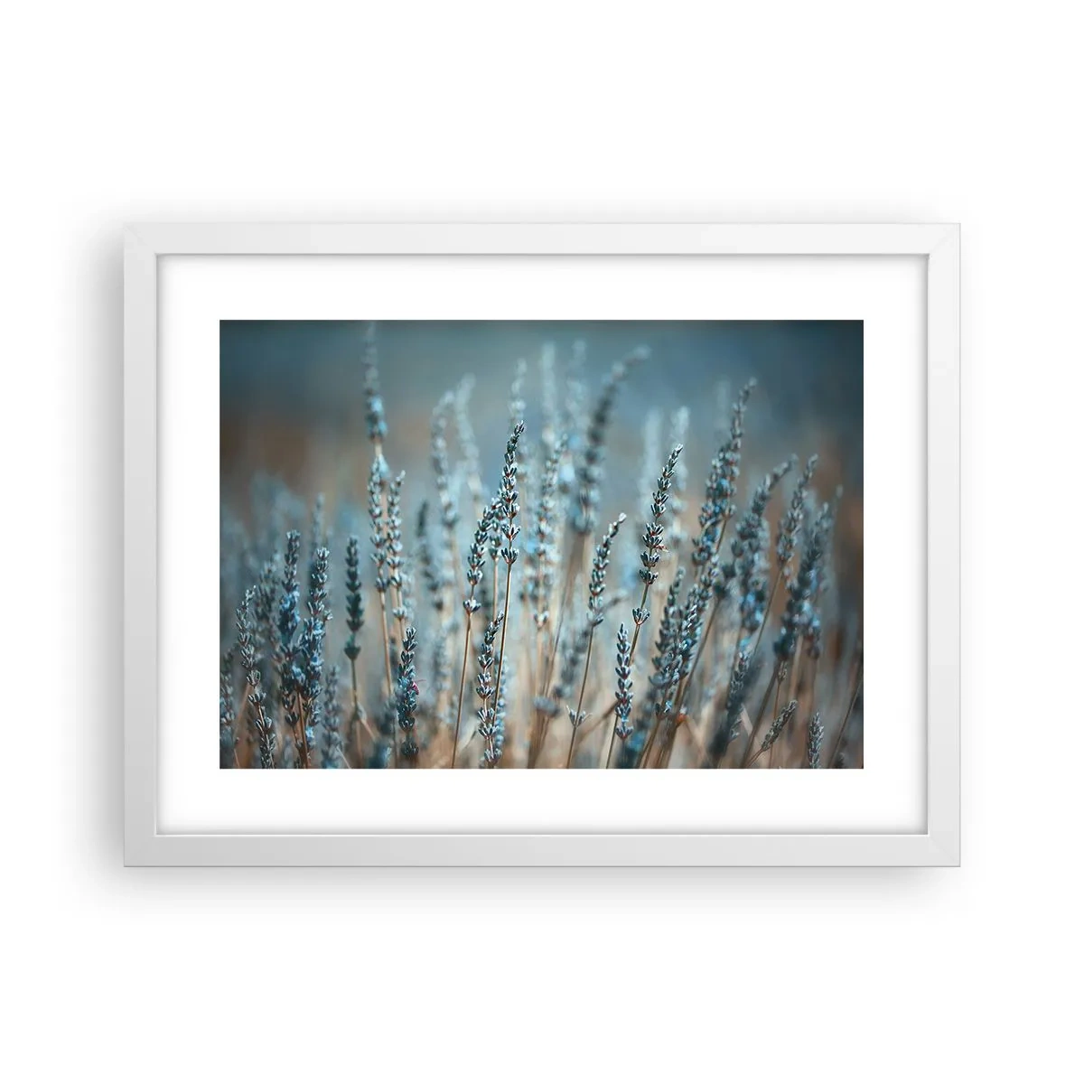 Plakat w białej ramie - Pachnący łan - 40x30 cm