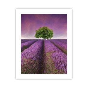 Plakat - Na lawendowych polach - 40x50 cm