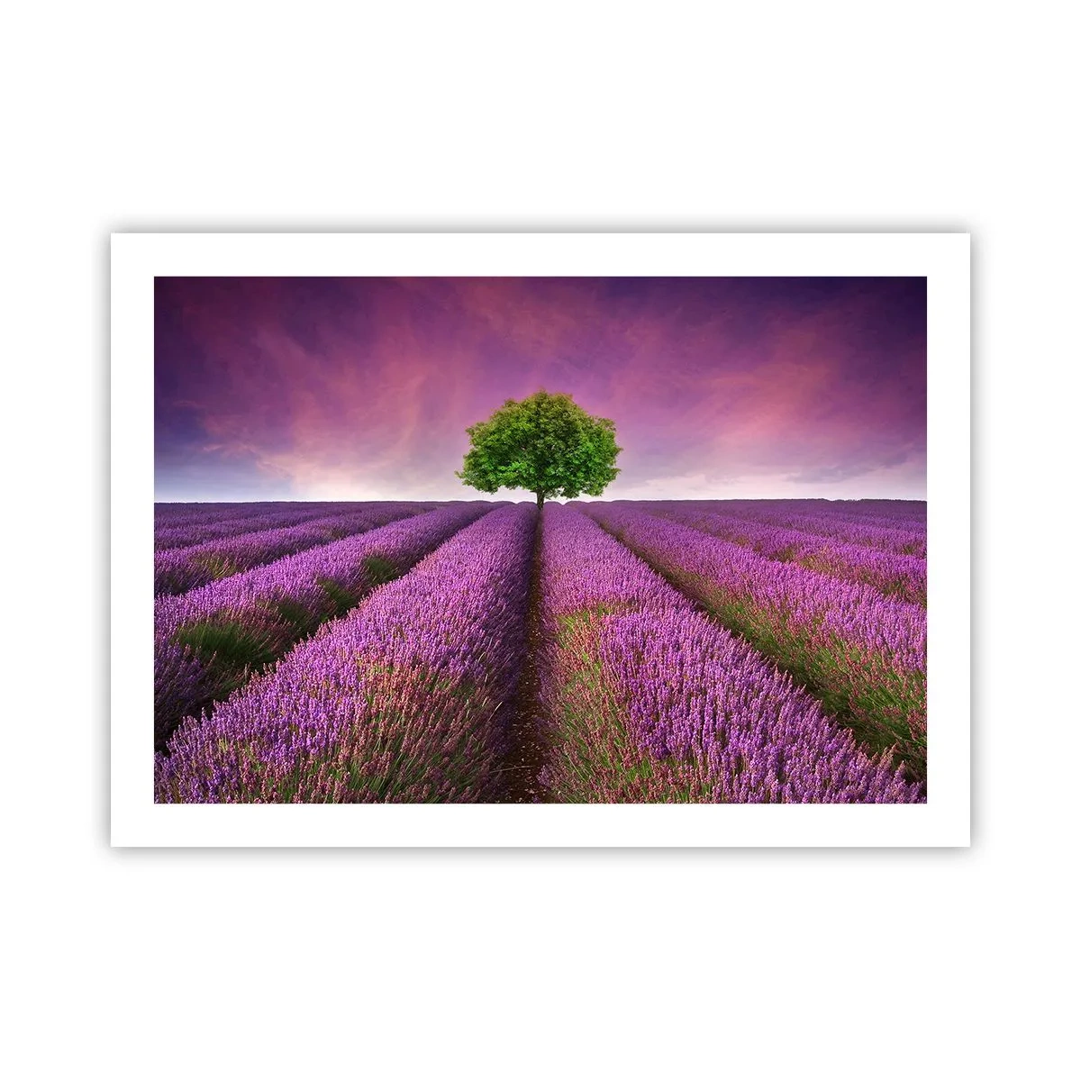 Plakat - Na lawendowych polach - 70x50 cm