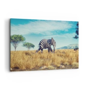Obraz na płótnie - Zebra w afrykańskim krajobrazie - 120x80cm - Szarość już niemodna - Nowoczesna dekoracja ścienna do salonu, kuchni i sypialni ARTTOR