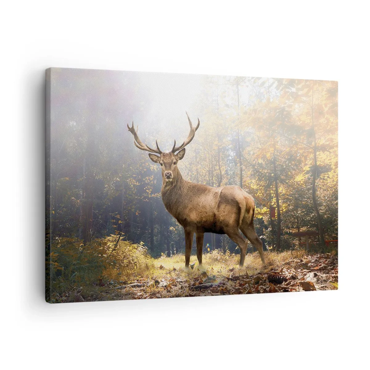Obraz na płótnie - Jeleń w jesiennym lesie z promieniami słońca - 70x50cm - W pełnym majestacie - Nowoczesna dekoracja ścienna do salonu i sypialni ARTTOR