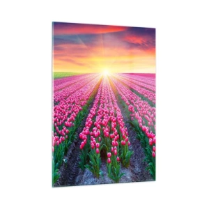 Obraz na szkle - Pole różowych tulipanów w promieniach zachodzącego słońca - 50x70cm - Farma piękności - Nowoczesna dekoracja ścienna do salonu, kuchni i sypialni ARTTOR