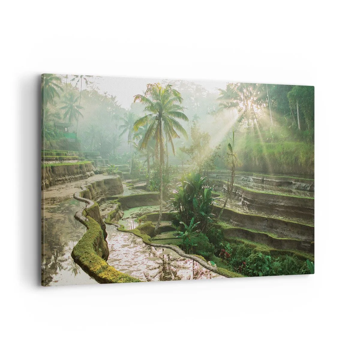 Obraz na płótnie - Tarasy ryżowe z palmami w promieniach słońca - 120x80cm - Dorastać w słońcu - Nowoczesna dekoracja ścienna do salonu, kuchni i sypialni ARTTOR