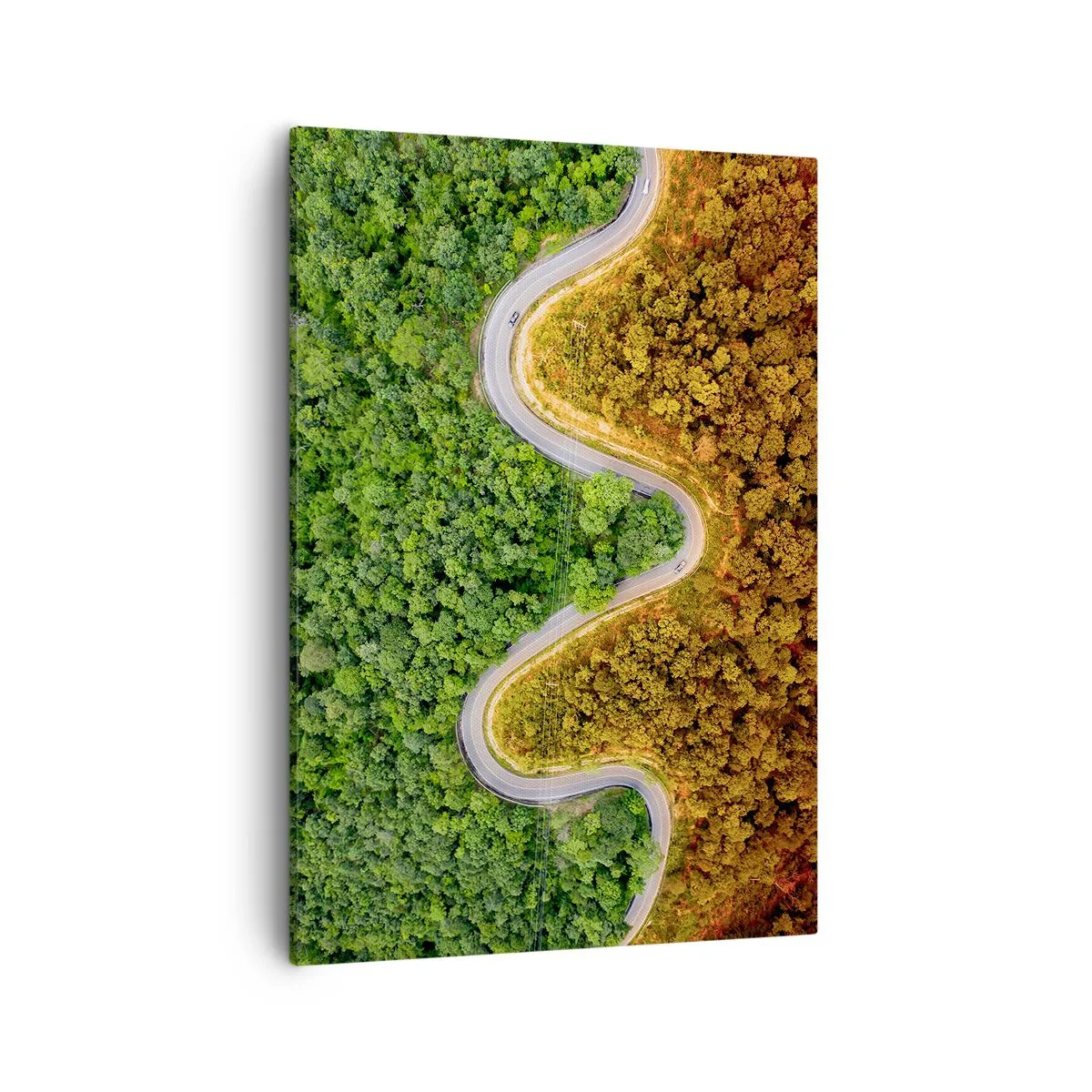 Obraz na płótnie - Kręta droga biegnąca przez granicę zielonego i jesiennego lasu - 50x70cm - Granice i przełomy - Nowoczesna dekoracja ścienna do salonu, kuchni i sypialni ARTTOR